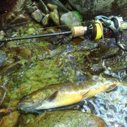 渓流ミノーイング ～長良川水系～